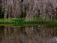 水辺の花