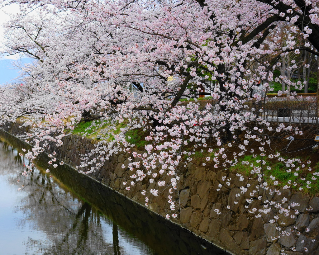 華やかなお堀