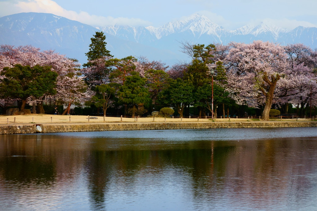 桜と残雪