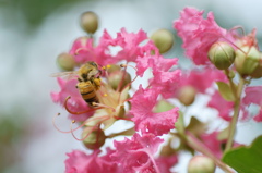 百日紅と蜂