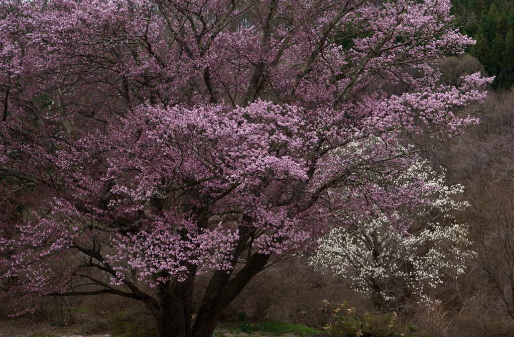 大山桜