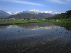 田植えの頃