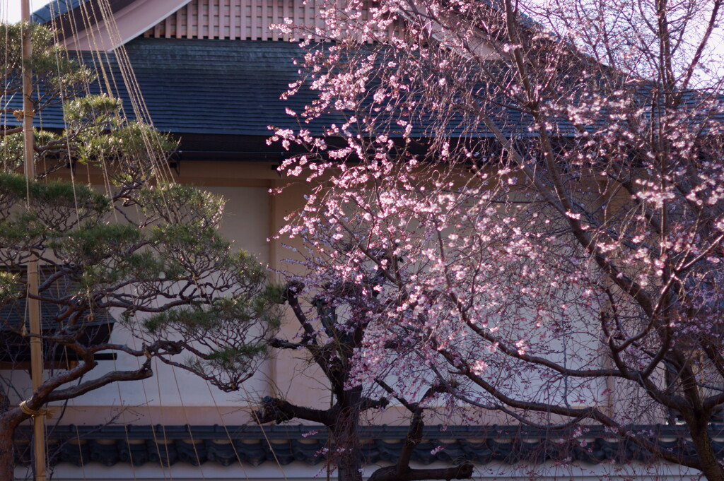 夕映えの梅花