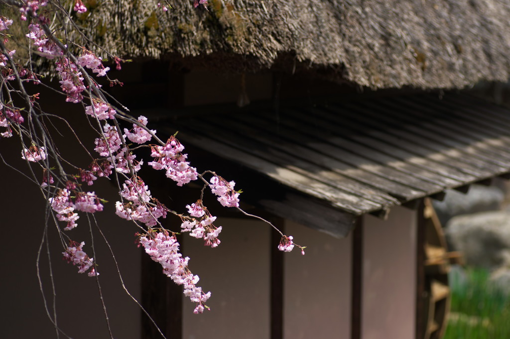 水車小屋の枝垂桜