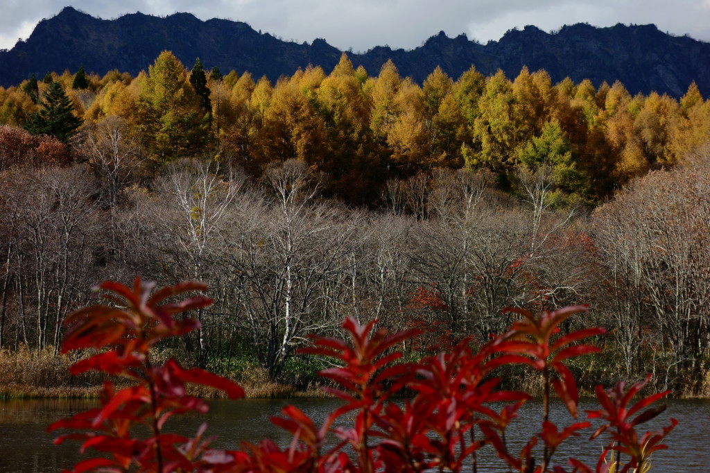 カラマツ紅葉