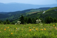 高原の花