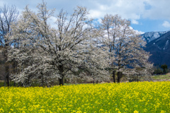 こぶしの大木