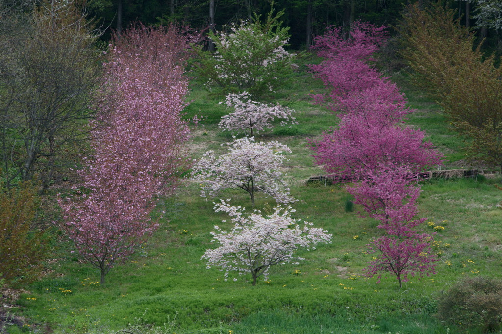 桜３姉妹