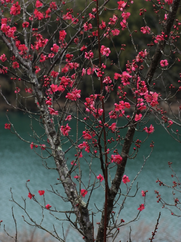 河沿いの華