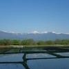 田植え時の安曇野