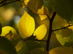 木漏れ日の黄葉