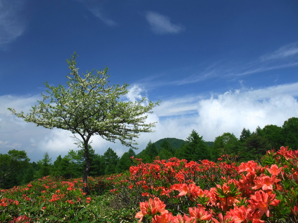 高原のレンゲツツジ