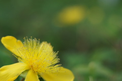 柔らかな黄色の花