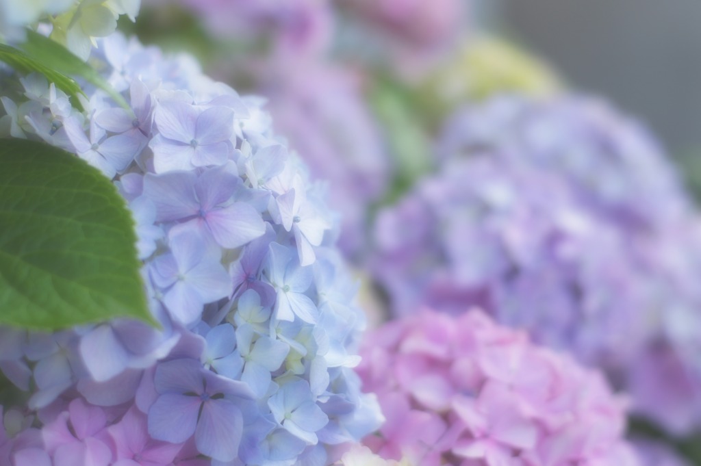 色とりどりの紫陽花