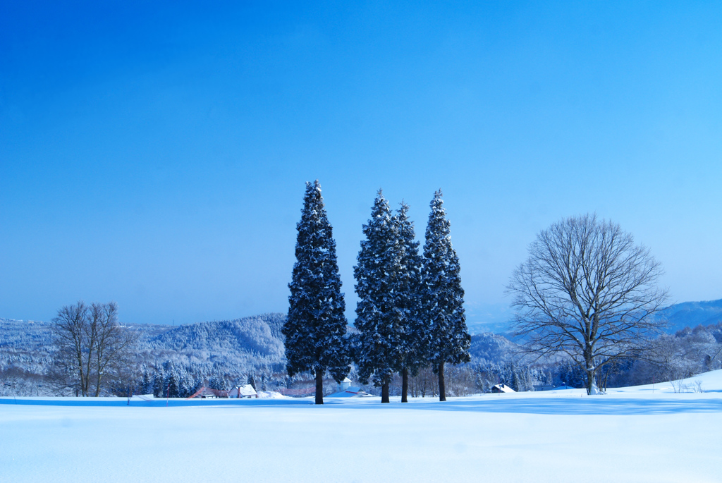 雪原の木立
