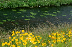 川辺の花
