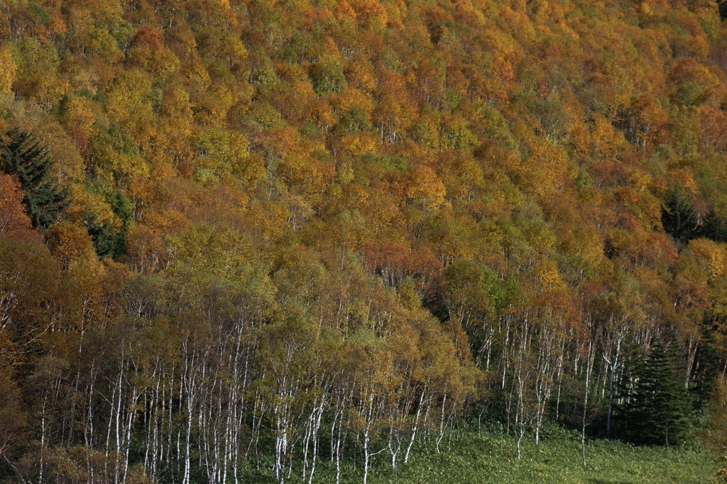 白樺林紅葉