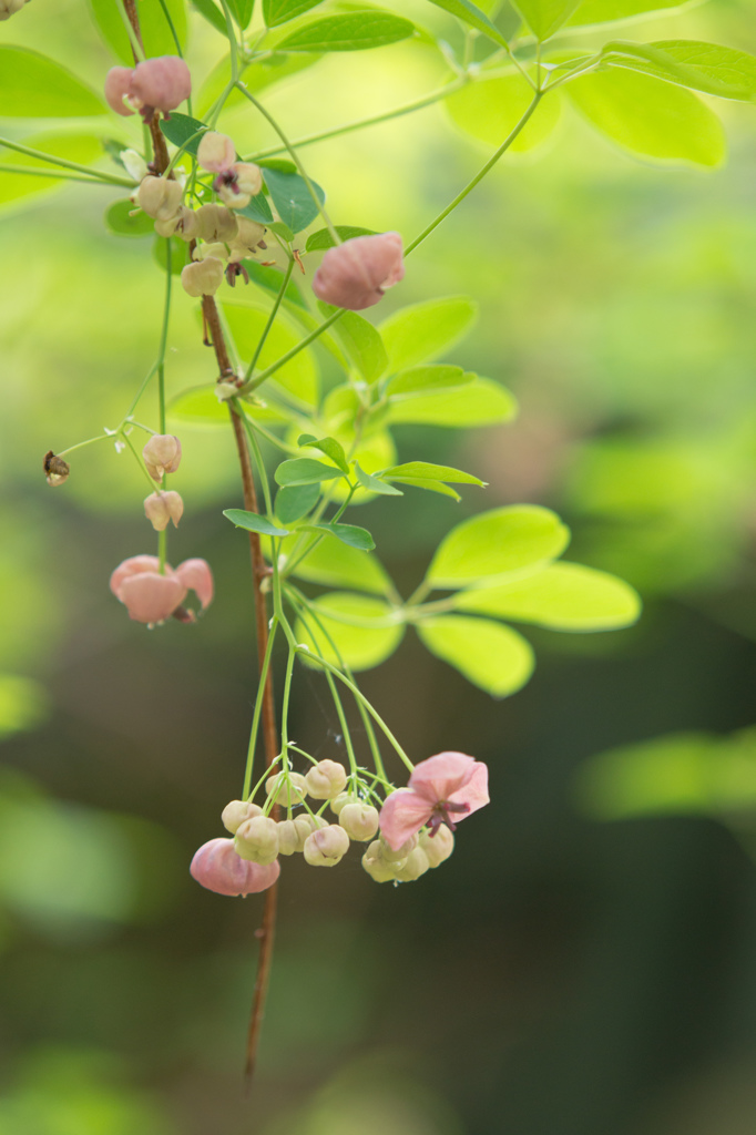 薄紫の花びら