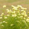 yellow cosmos