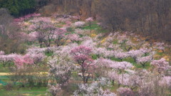 パステル色の山肌