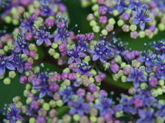 チビ紫陽花