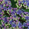 チビ紫陽花