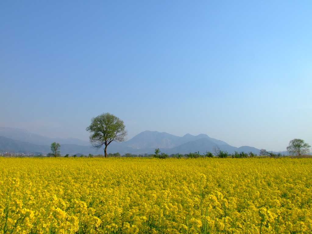 飯山の菜の花