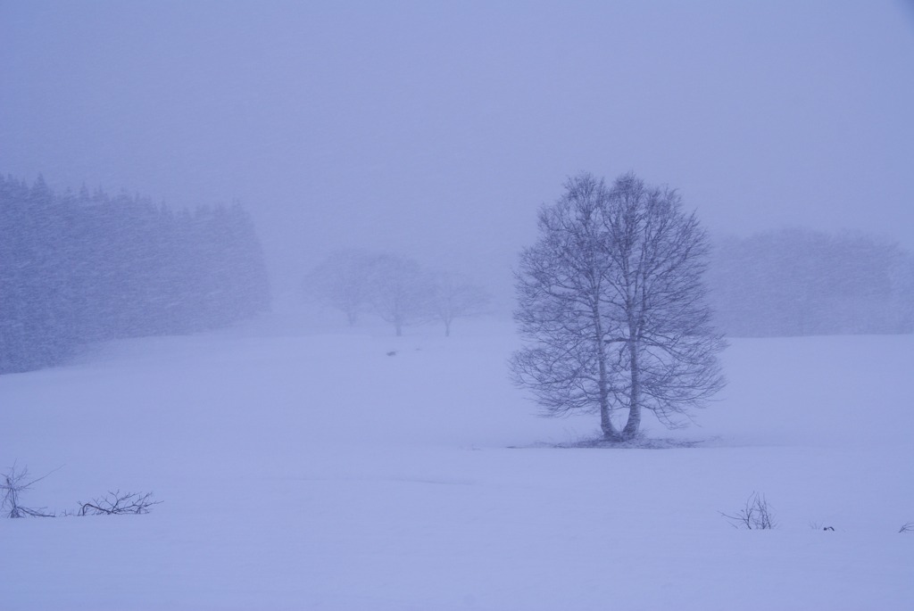 降りしきる雪