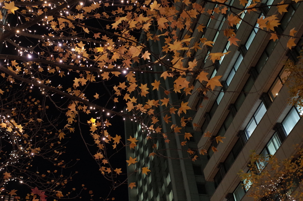 紅葉とイルミネーション