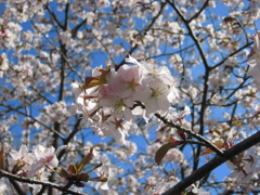 エゾヤマサクラ