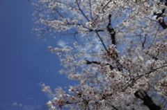 上野の桜１