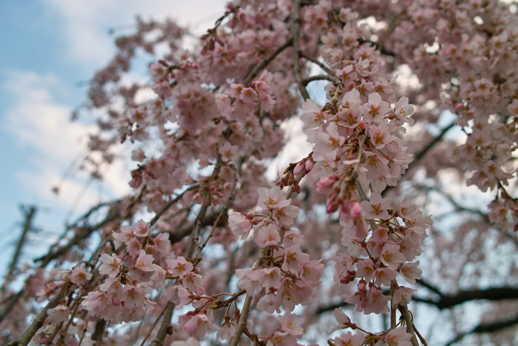 桜満開