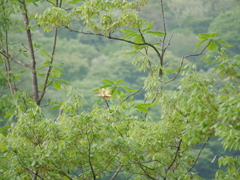 これなんて花？