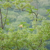 これなんて花？