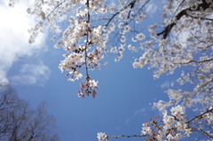 上野の桜２