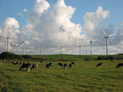 牛と風車