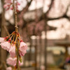 しだれ桜2018その２