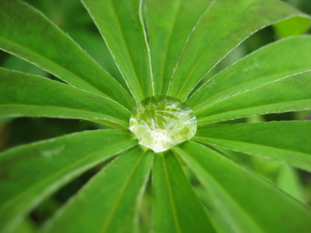 水玉