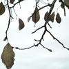 枯れ葉と綿帽子２