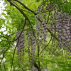 山藤４