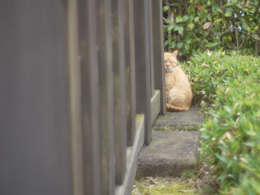 ついてくるにゃ