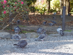 鳩がいっぱい