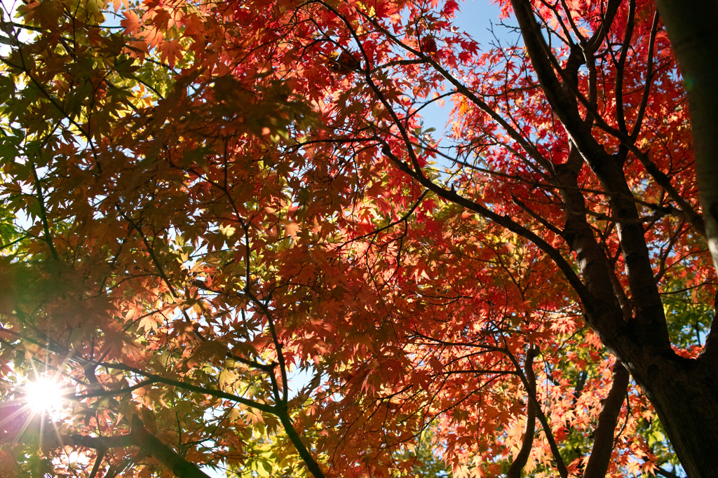 紅葉の絨毯