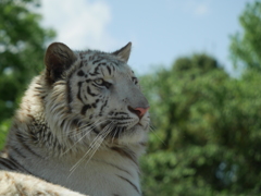 百獣の王、のような