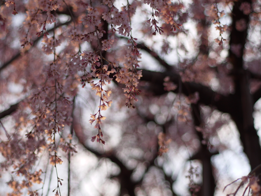 しだれ桜