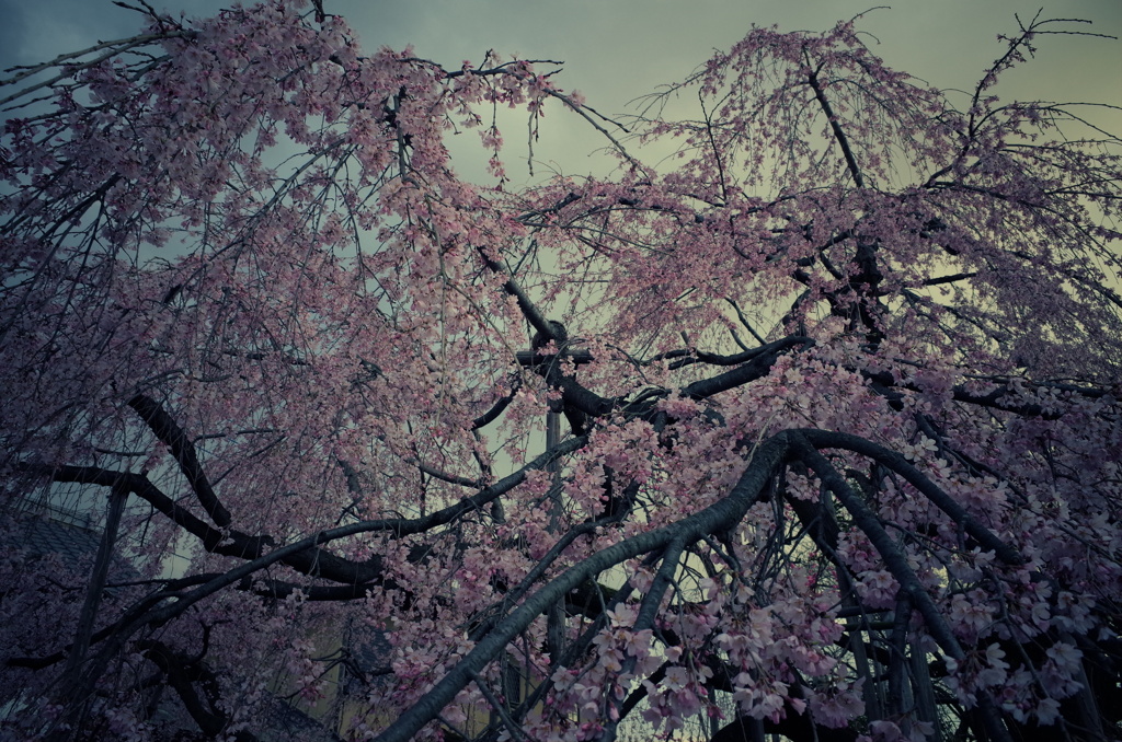 しだれ桜２