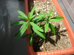 雑草