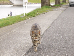 猫まっしぐら