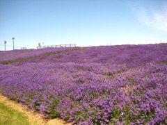 ラベンダーの色