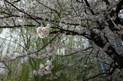 上野の桜３